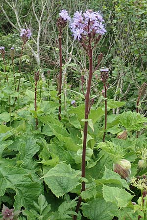 Cicerbita alpina \ Alpen-Milchlattich, Blaue Sau-Distel, A Schneealpe 30.6.2020