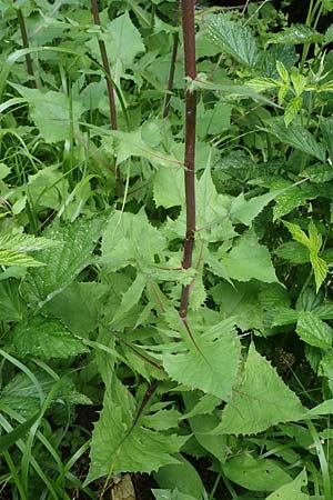 Cicerbita alpina \ Alpen-Milchlattich, Blaue Sau-Distel, A Kärnten, Koralpe 4.7.2023