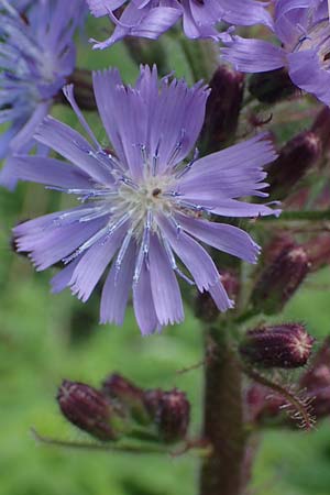 Cicerbita alpina \ Alpen-Milchlattich, Blaue Sau-Distel / Alpine Blue Sow-Thistle, A Kärnten/Carinthia, Koralpe 4.7.2023