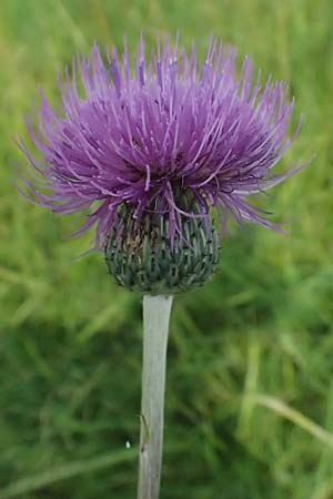 Cirsium heterophyllum \ Verschiedenblttrige Kratzdistel, Alant-Distel / Melancholy Thistle, A Weiden am Neusiedler See 12.7.2013