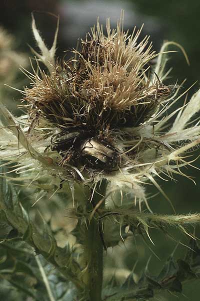 Cirsium spinosissimum \ Stachelige Kratzdistel / Spiniest Thistle, A Lechtal, Elbigenalb 16.8.1987