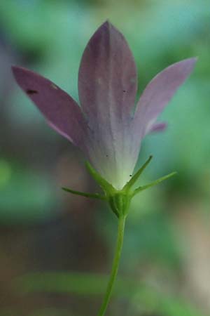 Campanula patula \ Wiesen-Glockenblume / Spreading Bellflower, A Deutschlandsberger Klause 30.6.2022