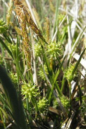 Carex lepidocarpa \ Schuppenfrchtige Gelb-Segge, A Bregenz 21.4.2007