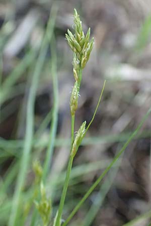 Carex remota \ Winkel-Segge / Remote Sedge, A Kärnten/Carinthia, St. Kanzian am Klopeiner See 15.5.2016