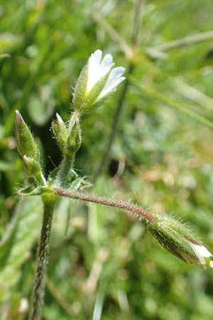 Cerastium lucorum \ Grofrchtiges Hornkraut / Large-Fruit Mouse-Ear, A Kärnten/Carinthia, Petzen 8.8.2016