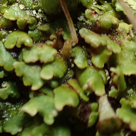 Cladonia chlorophaea ? \ Becher-Flechte / Cup Lichen, A Frein an der Mürz 3.7.2020