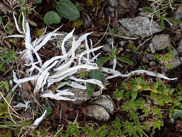 Thamnolia vermicularis \ Wurm-Flechte, Totengebein-Flechte / Whiteworm Lichen, A Wölzer Tauern, Hoher Zinken 26.6.2021