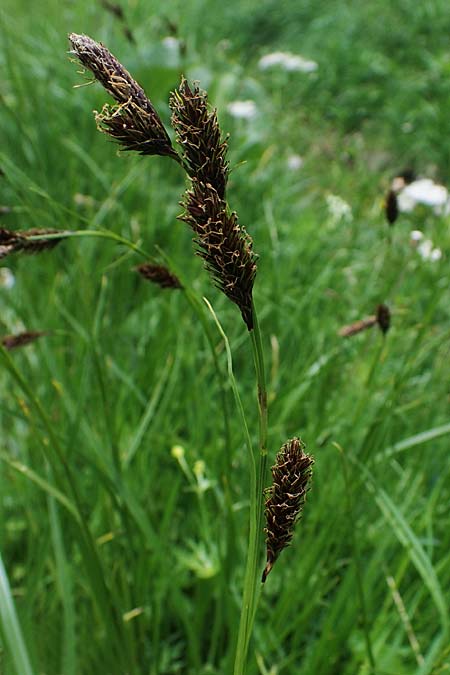 Carex frigida \ Eis-Segge, A Pusterwald, Eiskar 29.6.2021