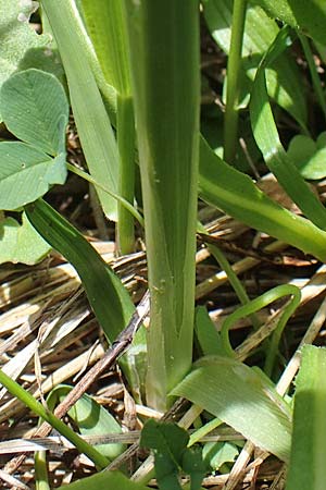 Carex frigida \ Eis-Segge, A Pusterwald, Eiskar 29.6.2021