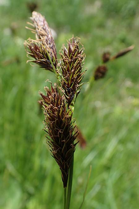 Carex frigida \ Eis-Segge, A Pusterwald, Eiskar 29.6.2021