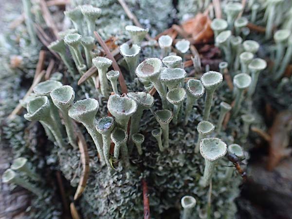 Cladonia fimbriata \ Trompeten-Flechte / Cup Lichen, A Pusterwald 29.6.2021