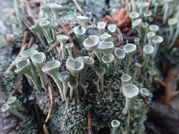 Cladonia fimbriata \ Trompeten-Flechte, A Pusterwald 29.6.2021