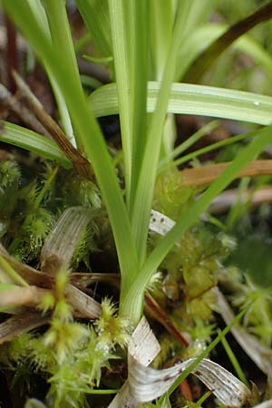 Carex ovalis \ Hasenfu-Segge, Hasenpfoten-Segge / Oval Sedge, A Seckauer Tauern, Brandstätter Törl 1.7.2021