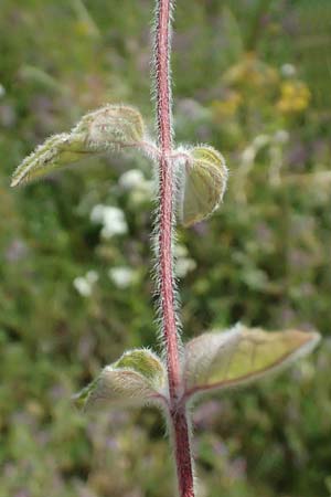 Clinopodium vulgare \ Wirbeldost, A Siegendorf 12.7.2023