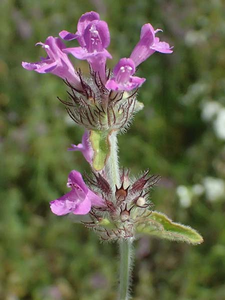 Clinopodium vulgare \ Wirbeldost / Wild Basil, A Siegendorf 12.7.2023