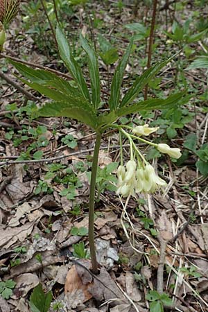 Cardamine enneaphyllos \ Quirlblttrige Zahnwurz / Drooping Bitter-Cress, A Kärnten/Carinthia, Feistritz im Rosental 17.5.2016