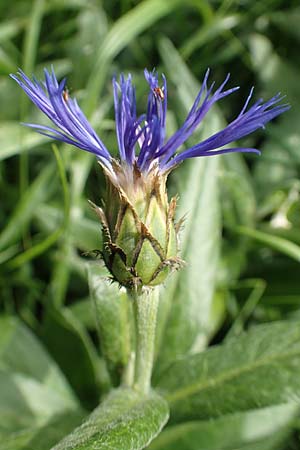 Centaurea montana \ Berg-Flockenblume, Berg-Kornblume / Perennial Cornflower, A Pusterwald, Eiskar 1.7.2019