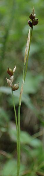 Carex alba \ Weie Segge / White Sedge, A Windischgarsten 30.7.2021