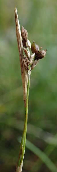 Carex alba \ Weie Segge / White Sedge, A Windischgarsten 30.7.2021