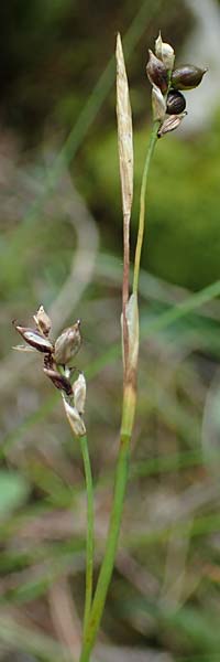 Carex alba \ Weie Segge / White Sedge, A Windischgarsten 30.7.2021