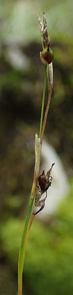 Carex alba \ Weie Segge / White Sedge, A Windischgarsten 30.7.2021