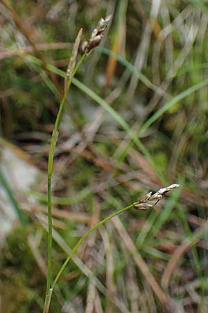 Carex alba \ Weie Segge / White Sedge, A Windischgarsten 30.7.2021