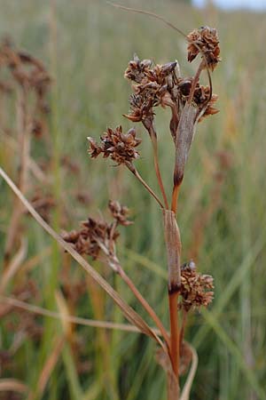 Cladium mariscus / Great Fen Sedge, A Seewinkel, Illmitz 28.9.2022