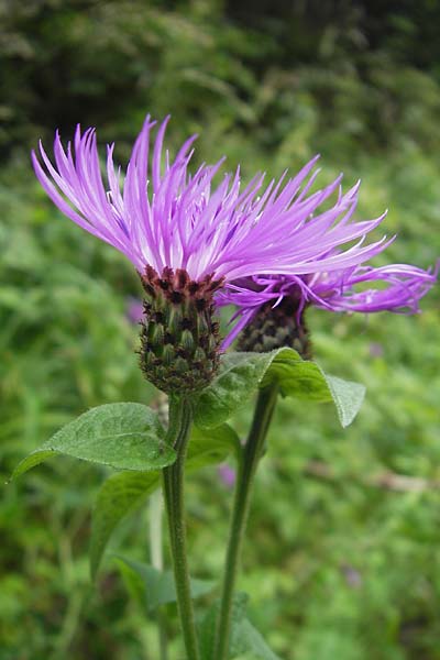 Centaurea nigrescens \ Schwrzliche Flockenblume / Black-Rayed Knapweed, A Kärnten/Carinthia, Kleinobir 2.8.2011