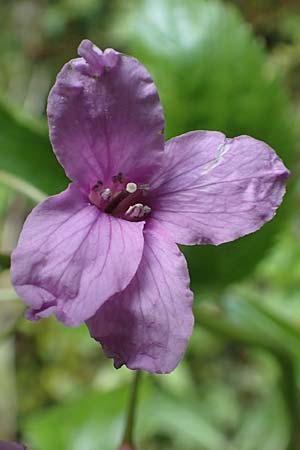 Cardamine pentaphyllos \ Fnfblttrige Zahnwurz, Finger-Zahnwurz, A Kärnten, Gallizien 18.5.2016