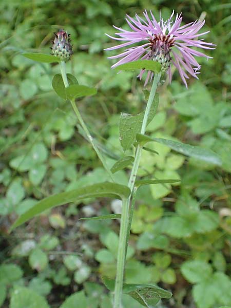 Centaurea nigrescens \ Schwrzliche Flockenblume, A Kärnten, Tscheppa - Schlucht 20.8.2016