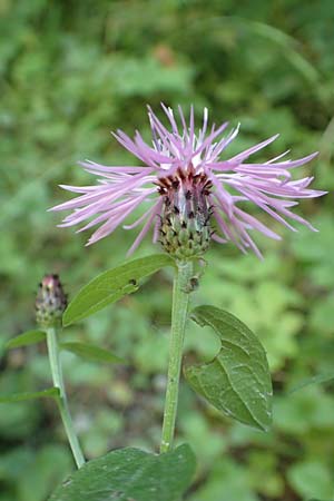 Centaurea nigrescens \ Schwrzliche Flockenblume / Black-Rayed Knapweed, A Kärnten/Carinthia, Tscheppa - Schlucht / Gorge 20.8.2016