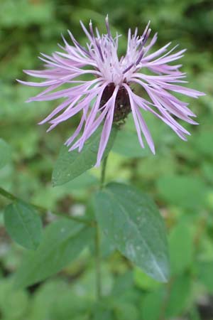 Centaurea nigrescens / Black-Rayed Knapweed, A Carinthia, Tscheppa - Gorge 20.8.2016