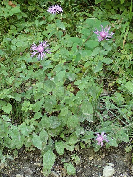 Centaurea nigrescens \ Schwrzliche Flockenblume / Black-Rayed Knapweed, A Kärnten/Carinthia, Tscheppa - Schlucht / Gorge 20.8.2016