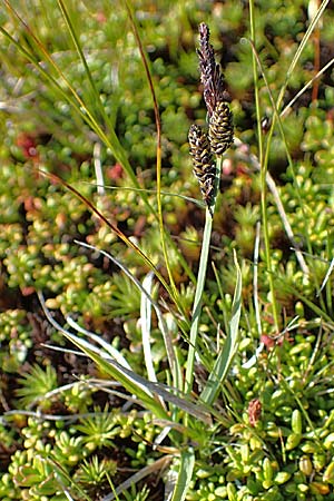 Carex nigra \ Braune Segge, A Wölzer Tauern, Kleiner Zinken 24.7.2021