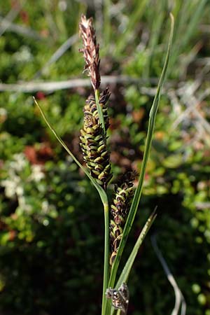 Carex nigra \ Braune Segge / Common Sedge, A Wölzer Tauern, Kleiner Zinken 24.7.2021
