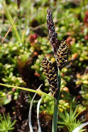 Carex nigra \ Braune Segge, A Wölzer Tauern, Kleiner Zinken 24.7.2021