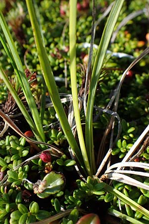 Carex nigra / Common Sedge, A Wölzer Tauern, Kleiner Zinken 24.7.2021