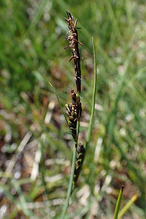 Carex nigra \ Braune Segge / Common Sedge, A Kärnten/Carinthia, Koralpe 1.7.2022