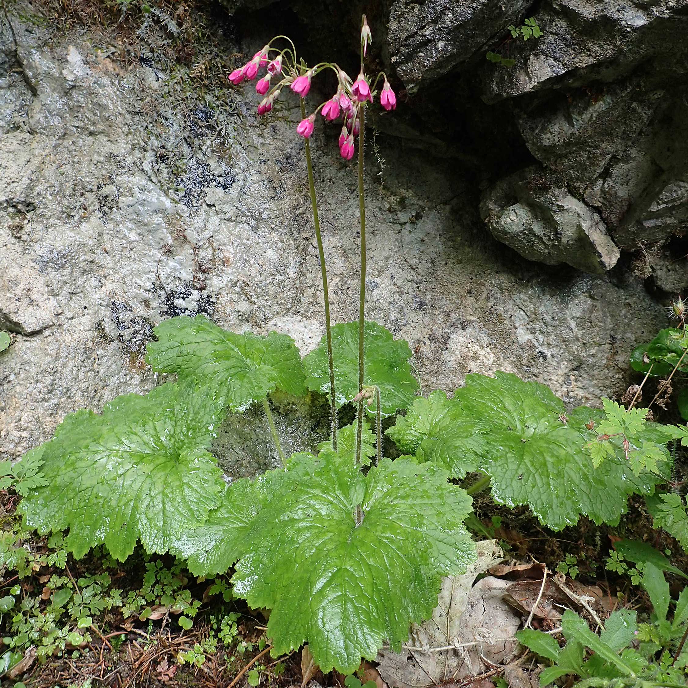 Primula matthioli \ Alpen-Glckel / Bear's-Ear Sanicle, A Frein an der Mürz 3.7.2020