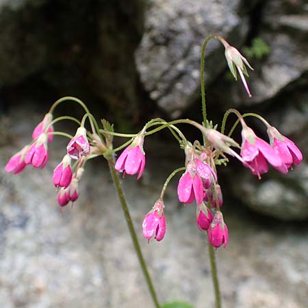 Primula matthioli \ Alpen-Glckel / Bear's-Ear Sanicle, A Frein an der Mürz 3.7.2020