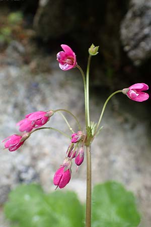 Primula matthioli / Bear's-Ear Sanicle, A Frein an der Mürz 3.7.2020