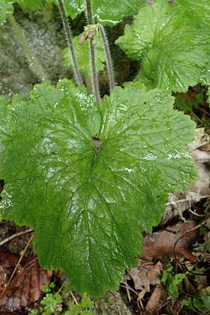 Primula matthioli / Bear's-Ear Sanicle, A Frein an der Mürz 3.7.2020