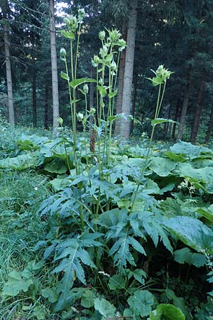 Cirsium oleraceum \ Kohl-Kratzdistel, Kohl-Distel, A Pusterwald 29.7.2021