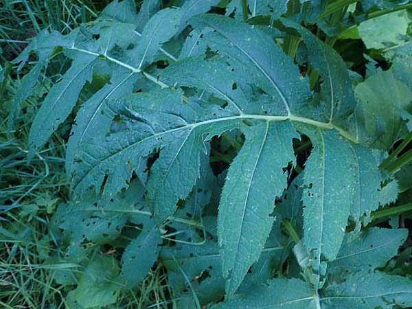 Cirsium oleraceum / Cabbage Thistle, A Pusterwald 29.7.2021