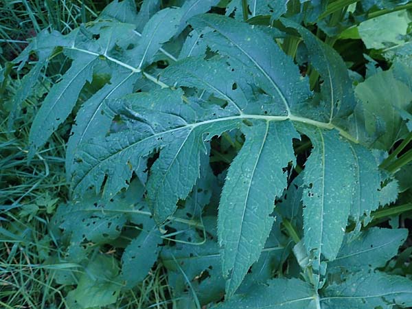 Cirsium oleraceum \ Kohl-Kratzdistel, Kohl-Distel / Cabbage Thistle, A Pusterwald 29.7.2021