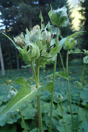 Cirsium oleraceum \ Kohl-Kratzdistel, Kohl-Distel, A Pusterwald 29.7.2021