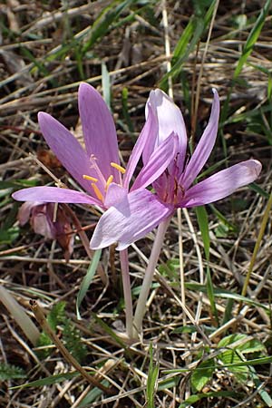 Colchicum autumnale \ Herbst-Zeitlose, A Perchtoldsdorf 22.9.2022