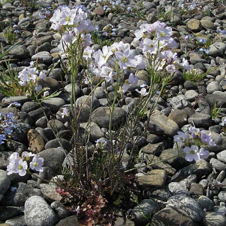 Cardamine pratensis agg. \ Wiesen-Schaumkraut, A Bregenz 21.4.2007