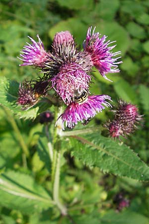 Carduus personata / Great Marsh Thistle, A Malta - Valley 19.7.2010