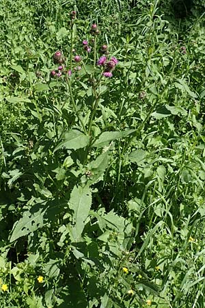 Carduus personata \ Kletten-Distel / Great Marsh Thistle, A Pusterwald 1.7.2019